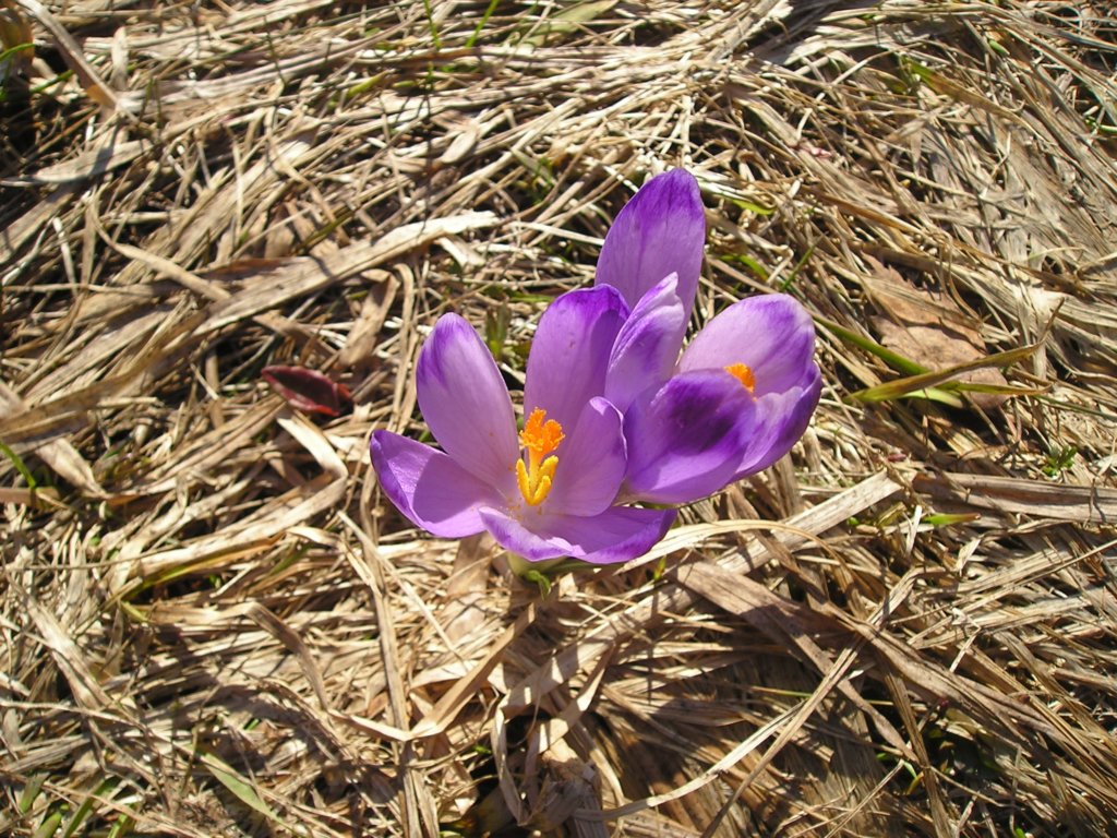 p1010009.jpg