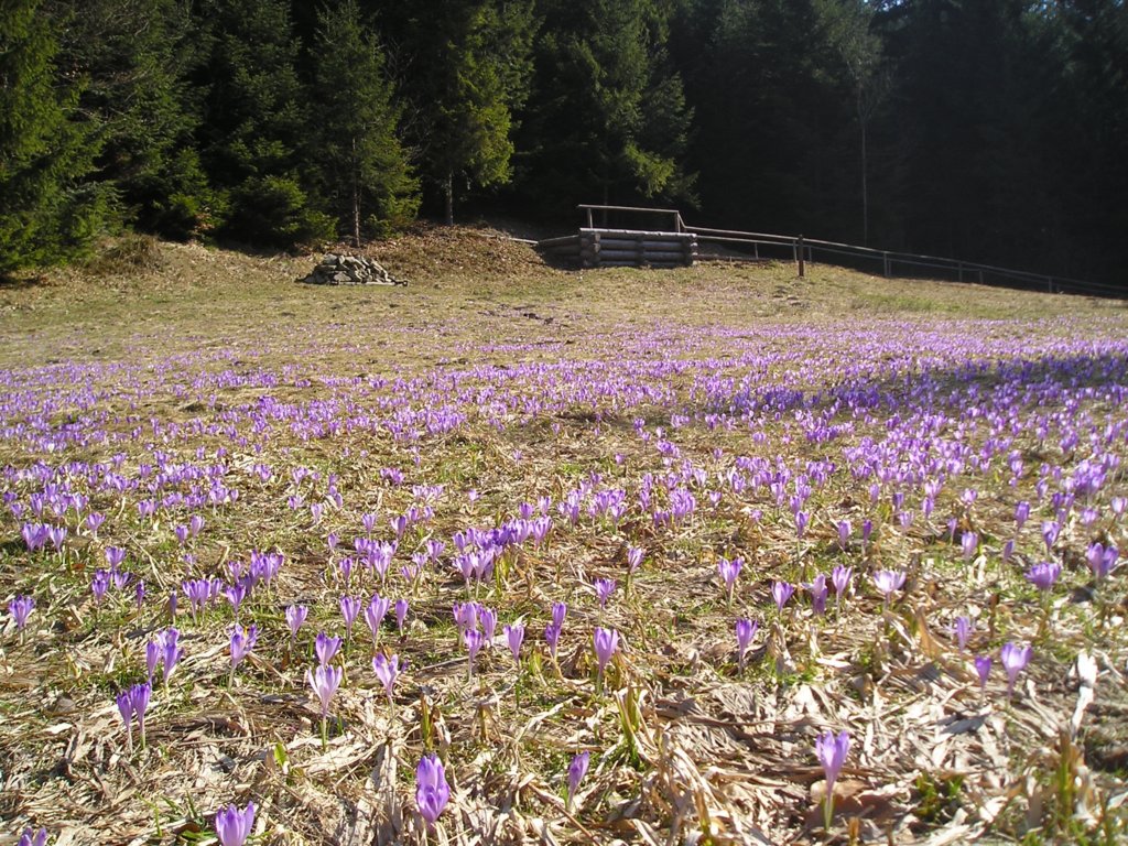 p1010010.jpg